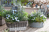 Flowering rosemary, horned violet, lemon thyme, thyme, sage, and honeydew melon sage in a basket box and zinc tub, garden label stake: My herb garden
