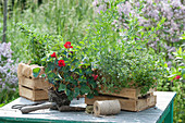 Plant wooden boxes with nasturtiums, thyme, tarragon, and oregano