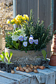 Planter with primrose, horned violet, cabbage, rosemary, and young lettuce plants, onions as decoration