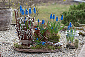 Grape hyacinths covered with pussy willows, moss, and large oak leaves on a wicker tray and without soil in the mason jar