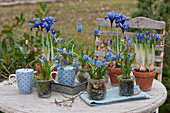 Blue floral arrangement with net iris, grape hyacinth, and Two-leaf squill