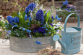 Spring in blue: zinc tub with hyacinths, grape hyacinths, forget-me-nots, horned violets and rosemary, little grass wreaths