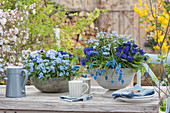 Frühling in blau: Vergißmeinnicht 'Myomark', Traubenhyazinthen, Primeln 'Blue Champion' und Hornveilchen in Schalen