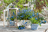 Frühlingsarrangement in blau mit Vergißmeinnicht 'Myomark' und Traubenhyazinthen