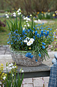 Blau-weiß bepflanzter Korb mit Märzenbecher, Vergißmeinnicht, Traubenhyazinthen und Tausendschön