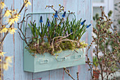 Wandhänger-Kasten mit Traubenhyazinthen, Zweigen, Moos und Gräsern als hängende Frühlingsdekoration