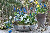 Kleines Frühlingsarrangement mit Traubenhyazinthen, Puschkinien, Strahlenanemone, Hornveilchen und Narzisse