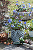 Ray anemone in a tin pot, next to it a basket with bulbs and bare-root hyacinths