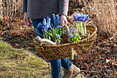 Frau trägt Korb mit Netziris, Strahlenanemone, Duftveilchen und Traubenhyazinthen zum Auspflanzen in den Garten