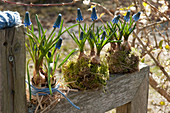 Traubenhyazinthen in Moos und umwickelt mit Gras und Wollschnur aufgereiht auf Armlehne einer Gartenbank