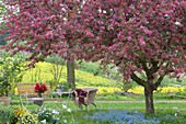 Blühender Zierapfelbaum 'Paul Hauber', Vergißmeinnicht auf der Baumscheibe, Sitzgruppe mit Bank, Korbsessel und Tisch