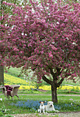 Hunde liegen unter blühendem Zierapfelbaum 'Paul Hauber' neben Vergißmeinnicht