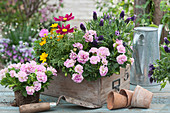 Holzschublade mit Sommerblumen bepflanzen: gefüllt blühende Petunien, Schopflavendel, Schmuckkörbchen, Zweizahn und blaues Gänseblümchen