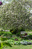 Bench in the bed under the blossoming apple tree