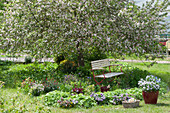 Bench in the bed under the blossoming apple tree