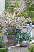 Frühlingsterrasse mit Zierkirsche 'Kojou-no-mai' unterpflanzt mit Stiefmütterchen Ruffles 'Purple White Rim', Vergißmeinicht 'Myomark' im silbernen Kübel