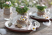 Österliche Tellerdeko mit Kresse in Gläsern, dekoriert mit Blüten von Gänseblümchen und Ostereiern