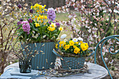 Spring arrangement in turquoise pots: hyacinths, primroses, grape hyacinths, daffodils, checkerboard flowers, horned violets, Tausendschon Roses, and branches of shadbush in a jar