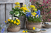 Spring arrangement with hyacinths, primroses, grape hyacinths, daffodils, horned violets, daisies, and primroses in baskets and pots