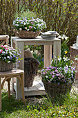 Spring decoration on a small gravel terrace in the garden: baskets with horned violets, Tausendschon Roses, and snowflakes
