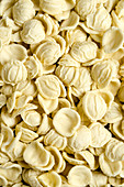 Orecchiette ( fresh italian pasta)