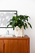 Houseplant in DIY cache pot made from plain rug on sideboard