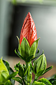 Hibiscus blossom