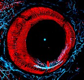 Adult zebrafish eye, confocal light micrograph