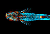 Zebrafish, confocal light micrograph