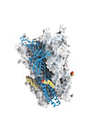 GLIC receptor complexed with DHA, molecular model