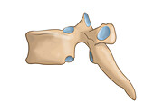 Vertebral body, illustration