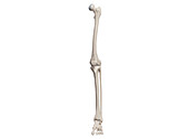 Bones of the leg, illustration