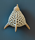 Radiolarian, SEM