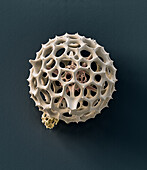 Radiolarian, SEM