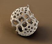 Radiolarian, SEM