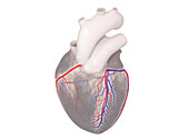 Coronary vessels, illustration