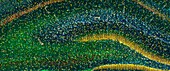 Hippocampus brain tissue, light micrograph