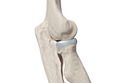 Elbow bones, illustration