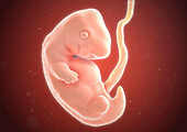 Human embryo at seven weeks, illustration