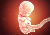 Human foetus at 10 weeks, illustration