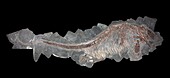 Ichthyosaurus fossil with foetus