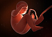 Human foetus, illustration