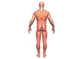 Muscular system, illustration