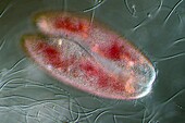 Paramecium caudatum conjugation, light micrograph