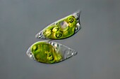 Chlorogonium sp. green algae, light micrograph