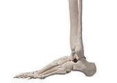 Foot bones, illustration