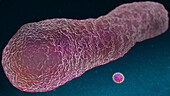 E.coli and SARS-CoV-2 virus, illustration