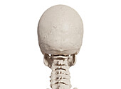 Skull and cervical spine, illustration