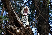 Leopard roaring