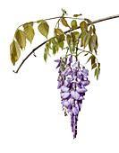 Leaves and flowers of Wisteria sinensis